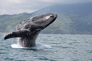 ballena jorobada
