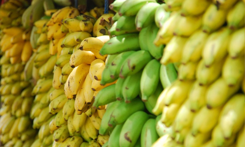 Banano un alimento en peligro por cambio climático