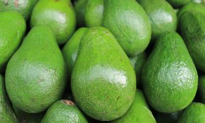 Por cambio climático aguacate en peligro de extinción